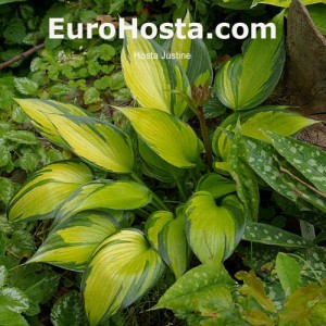 Hosta Justine - Eurohosta