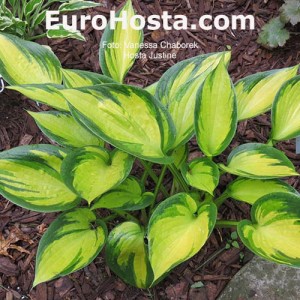 Hosta Justine - Eurohosta 