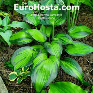 Hosta Justine - Eurohosta 