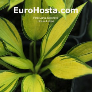 Hosta Justine - Eurohosta