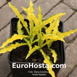 Hosta Kabitan - Eurohosta