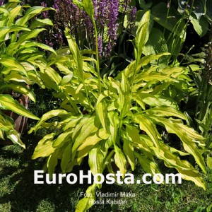 Hosta Kabitan - Eurohosta