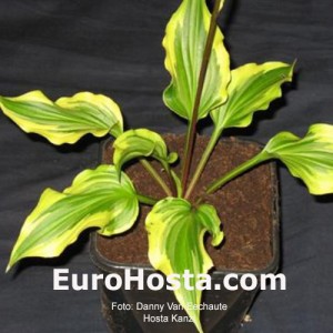 Hosta Kanzi