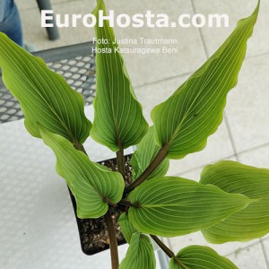 Hosta Katsuragawa Beni