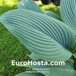 Hosta Kempen Goluboy