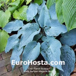 Hosta Kempen Magenta Blue