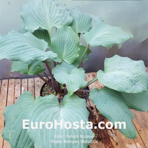 Hosta Kempen Metallica