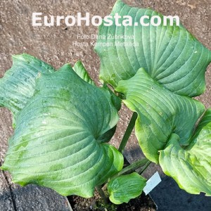 Hosta Kempen Metallica