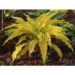 Hosta Kempen Waving Shadow