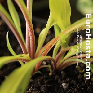 Hosta Kempen Waving Shadow