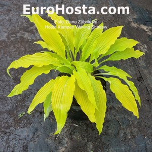 Hosta Kempen Waving Shadow