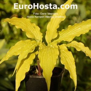 Hosta Kempen Waving Shadow