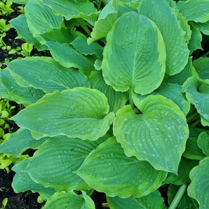 Hosta Key Lime Pie