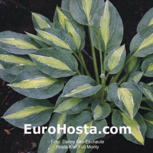 Hosta Kiwi Full Monty