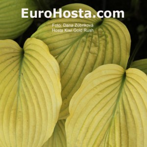 Hosta Kiwi Gold Rush