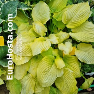 Hosta Kiwi Gold Rush