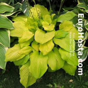 Hosta Kiwi Gold Rush