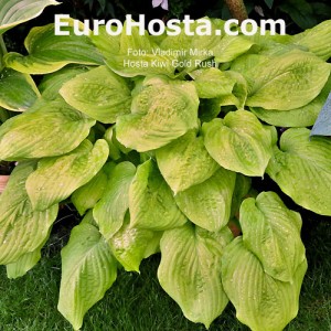 Hosta Kiwi Gold Rush