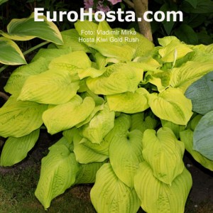 Hosta Kiwi Gold Rush