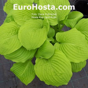 Hosta Kiwi Gold Rush