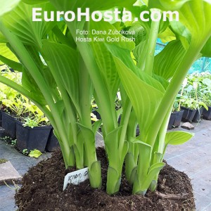 Hosta Kiwi Gold Rush