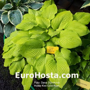 Hosta Kiwi Gold Rush