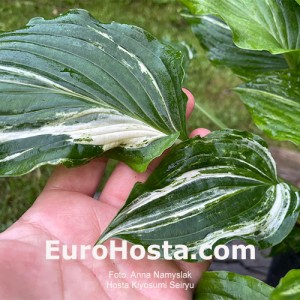 Hosta Kiyosumiensis Seiryu