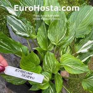 Hosta Kiyosumiensis Seiryu