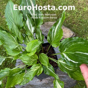 Hosta Kiyosumiensis Seiryu