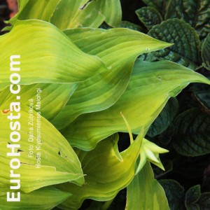 Hosta Kiyosumiensis Maiohgi