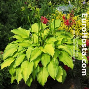 Hosta Kiyosumiensis Maiohgi