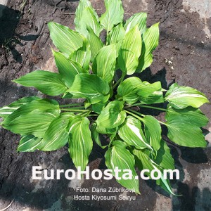 Hosta Kiyosumiensis Seiryu