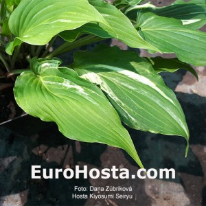 Hosta Kiyosumiensis Seiryu