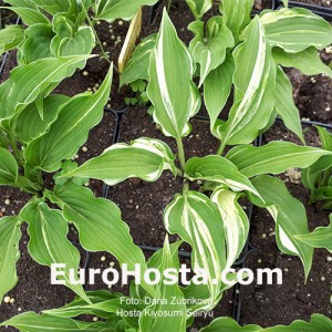 Hosta Kiyosumiensis Seiryu