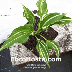 Hosta Kiyosumiensis Seiryu