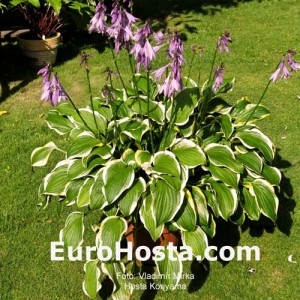 Hosta Koriyama