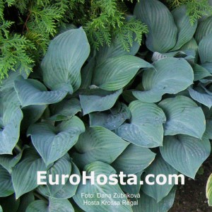 Hosta Krossa Regal - Eurohosta