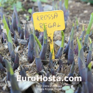 Hosta Krossa Regal - Eurohosta