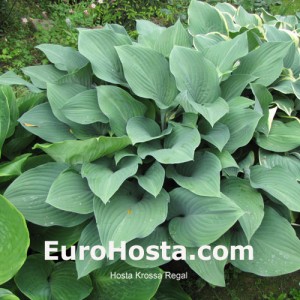 Hosta Krossa Regal - Eurohosta