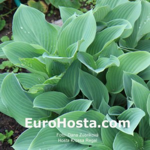 Hosta Krossa Regal - Eurohosta