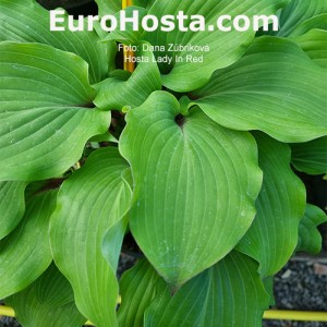 Hosta Lady In Red