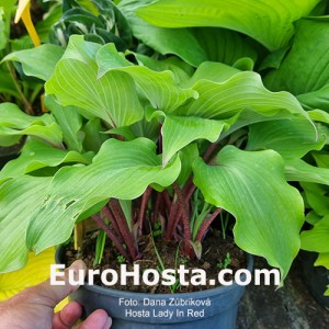 Hosta Lady In Red