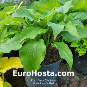 Hosta Lady In Red