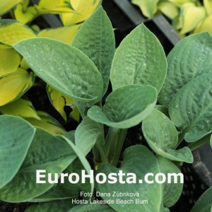 Hosta Lakeside Beach Bum - Eurohosta