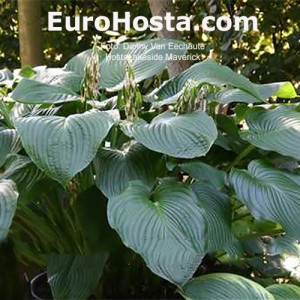 Hosta Lakeside Maverick