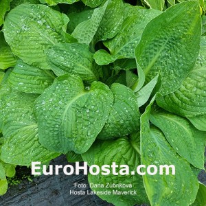 Hosta Lakeside Maverick