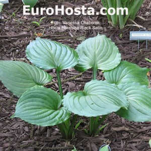 Hosta Lakeside Black Satin - Eurohosta