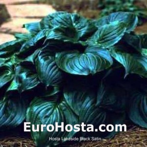 Hosta Lakeside Black Satin - Eurohosta