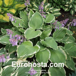 Hosta Lakeside Breaking News