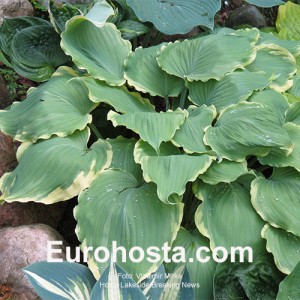 Hosta Lakeside Breaking News